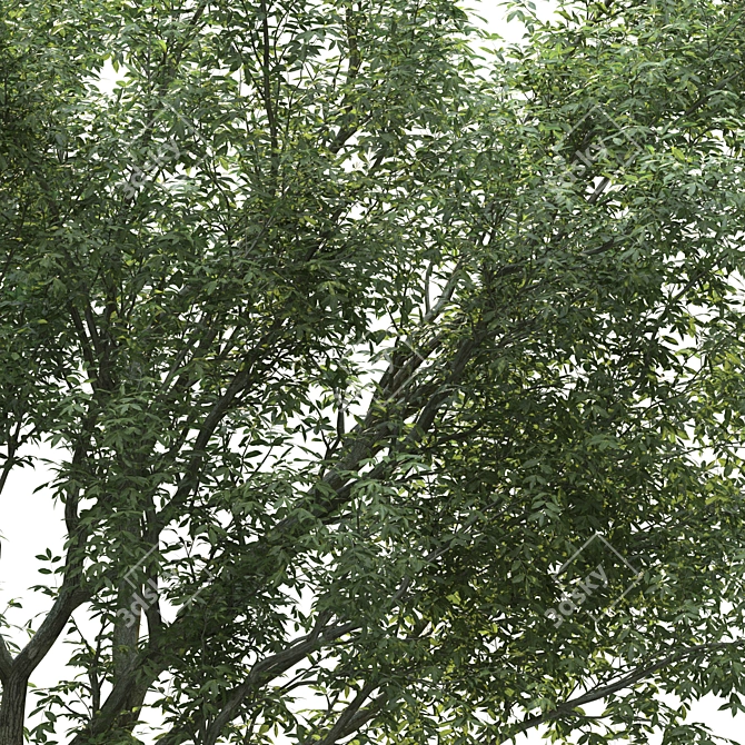 PolyTree: Stunning Landscape Ornament 3D model image 4