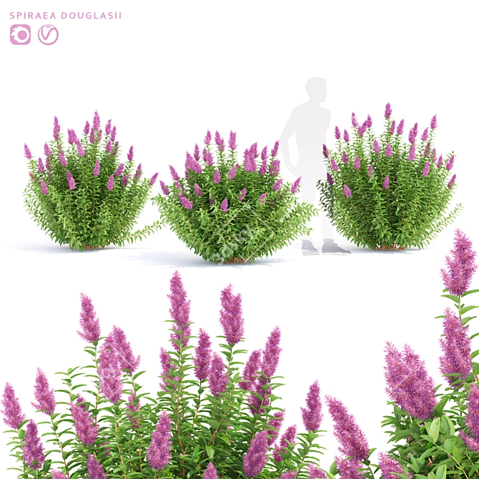 Douglas Spirea Bushes | Spiraea douglasii 3D model image 1