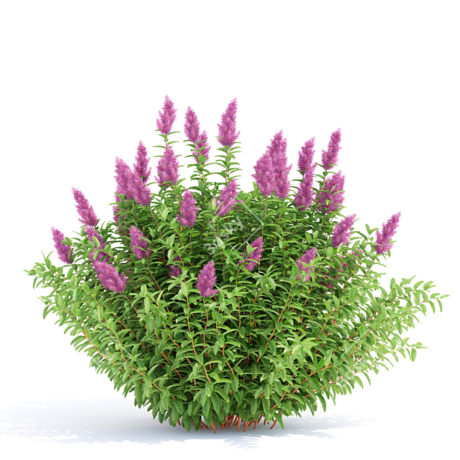 Douglas Spirea Bushes | Spiraea douglasii 3D model image 2