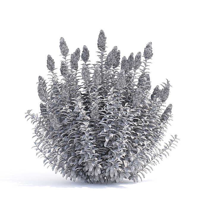 Douglas Spirea Bushes | Spiraea douglasii 3D model image 3