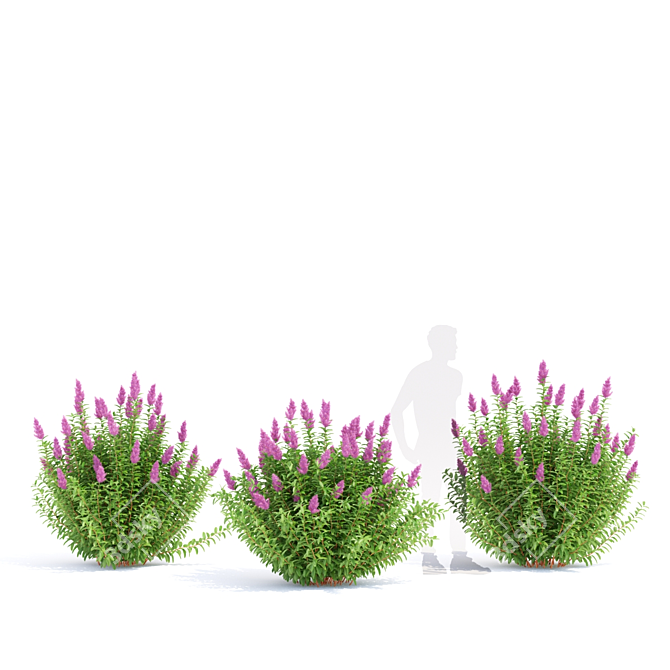 Douglas Spirea Bushes | Spiraea douglasii 3D model image 5