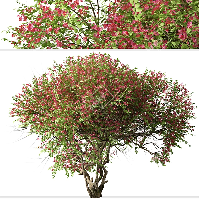 Santa Rita Bougainvillea: Set of 2 Spectabilis Trees 3D model image 3