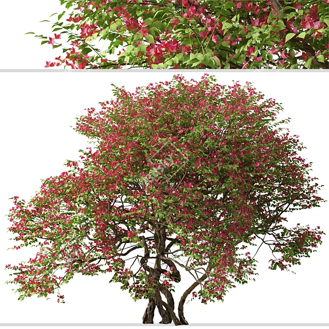 Santa Rita Bougainvillea: Set of 2 Spectabilis Trees 3D model image 5