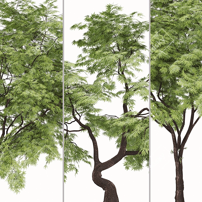 Exquisite Japanese Maple Duo 3D model image 4