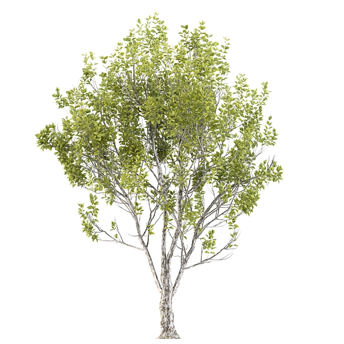 Exquisite Paulownia Tomentosa Timber 3D model image 3