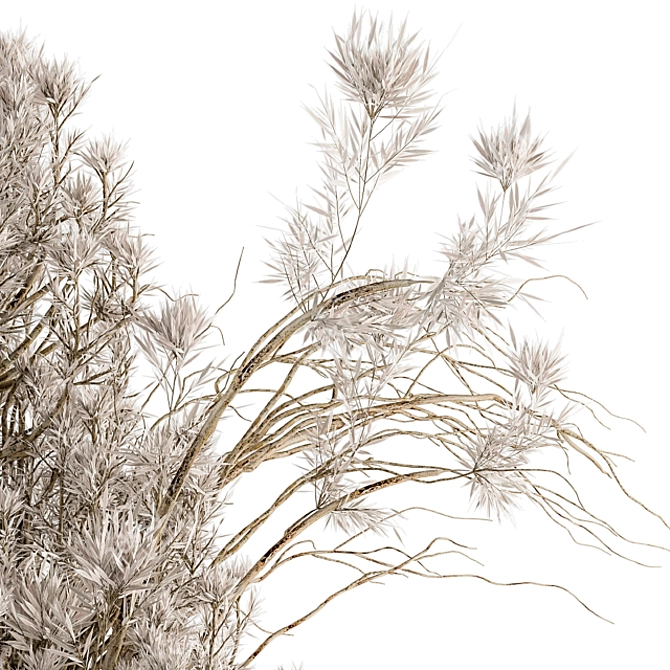 Wildcrafted Dried Plants - Nature's Bounty 3D model image 3