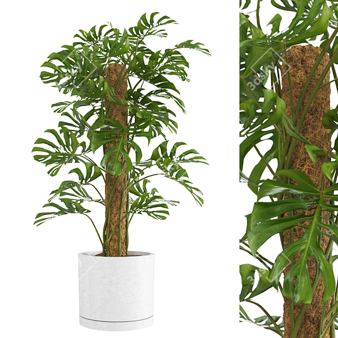 - Lush Monstera Plant: Indoor Greenery 3D model image 1