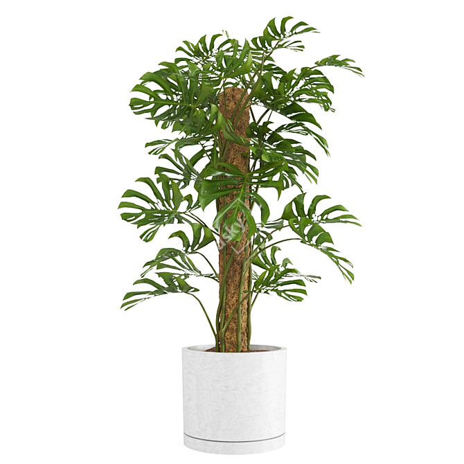 - Lush Monstera Plant: Indoor Greenery 3D model image 2