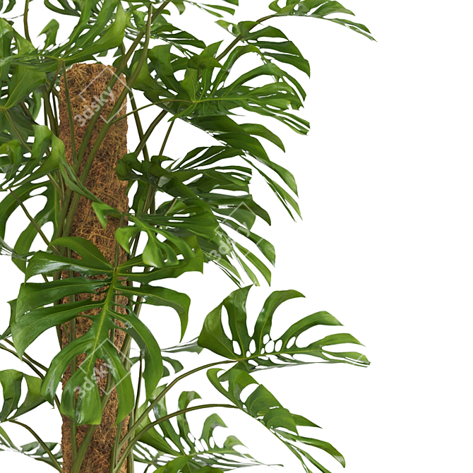 - Lush Monstera Plant: Indoor Greenery 3D model image 3