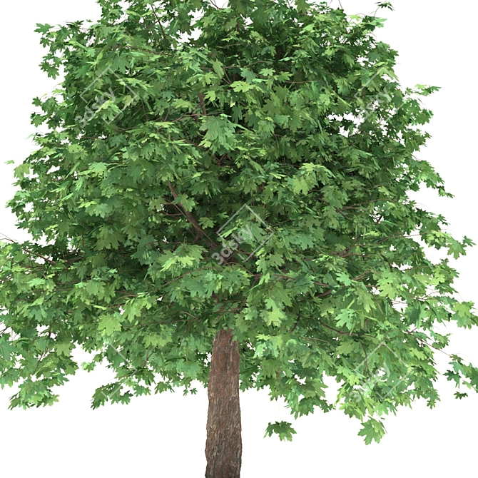 Curly Maple Wood, 239147 Polygons 3D model image 4