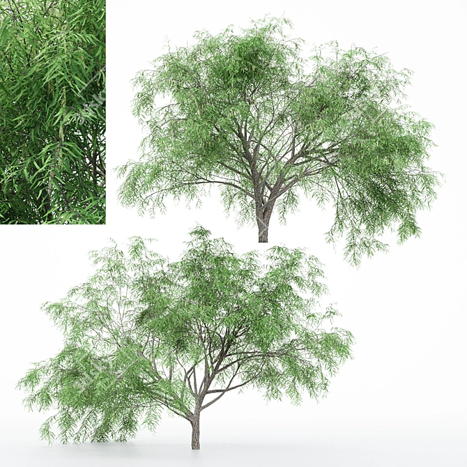Dual Mesquite Blossoms: Nature-inspired 3D Models 3D model image 1