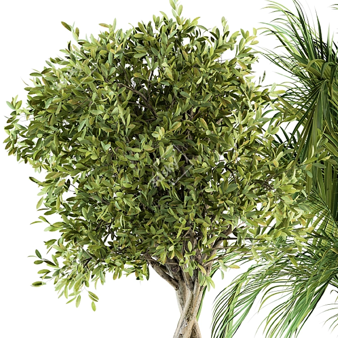 Green Oasis Indoor Plant Set 3D model image 4