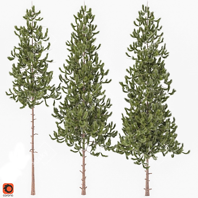 Tall and Realistic Pinus Trees 3D model image 1