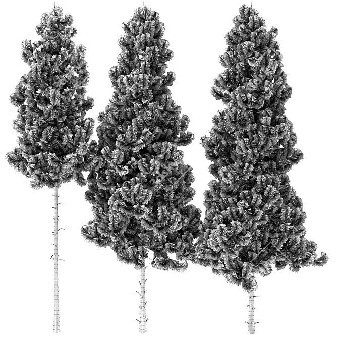 Tall and Realistic Pinus Trees 3D model image 2