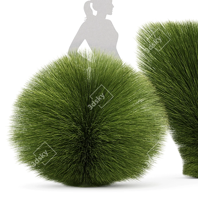 Elegant Maiden Grass for Landscaping 3D model image 2