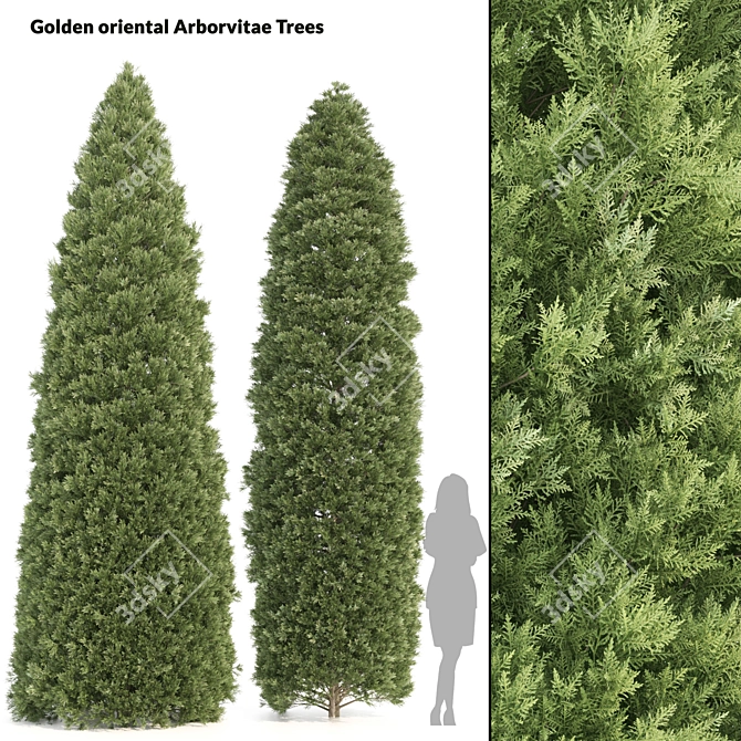  Pair of Majestic Golden Arborvitae Trees 3D model image 1