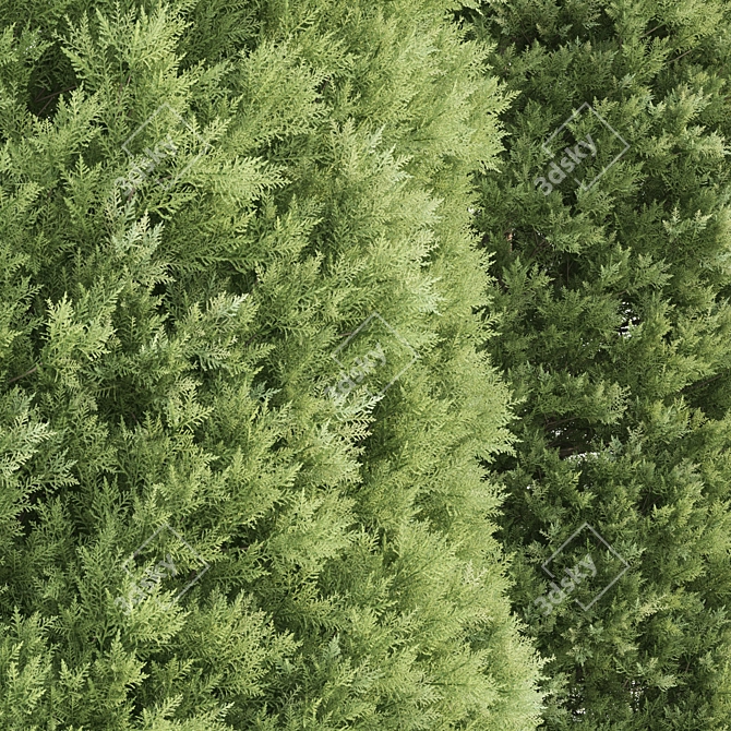  Pair of Majestic Golden Arborvitae Trees 3D model image 2