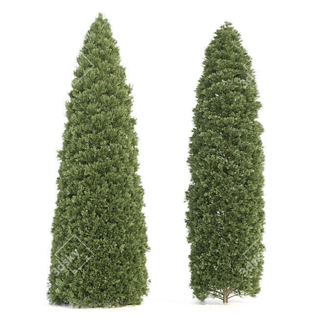  Pair of Majestic Golden Arborvitae Trees 3D model image 3