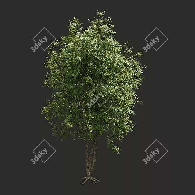 Evergreen Beauty: Stunning Trees 3D model image 1