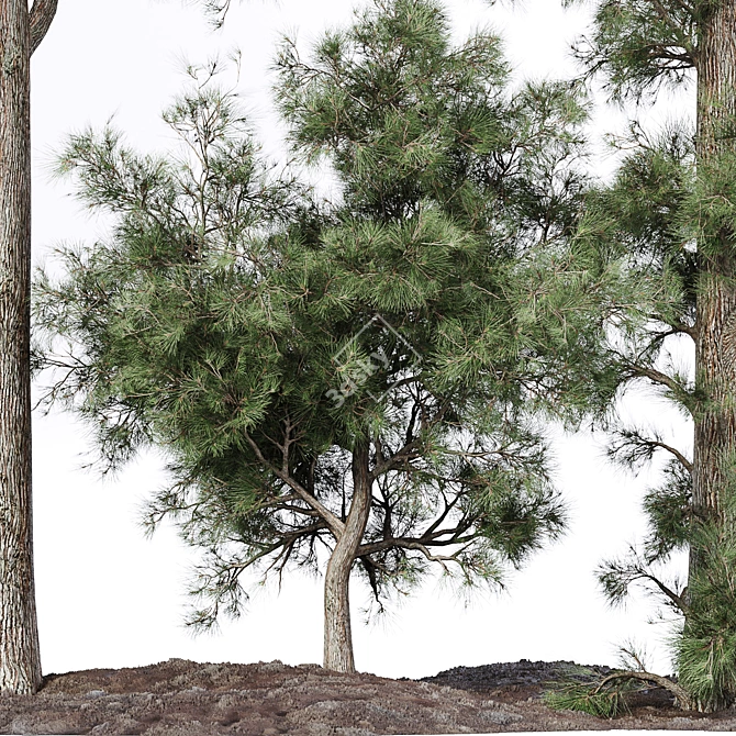 Lush Pine Tree: High-Quality 3D Model 3D model image 3