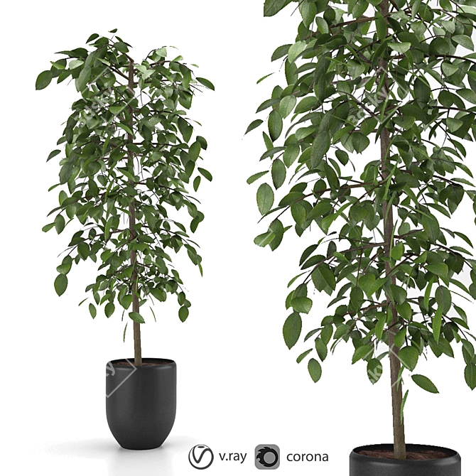 Versatile Benjamina Plant: Indoor & Outdoor 3D model image 1