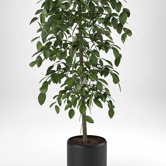 Versatile Benjamina Plant: Indoor & Outdoor 3D model image 2
