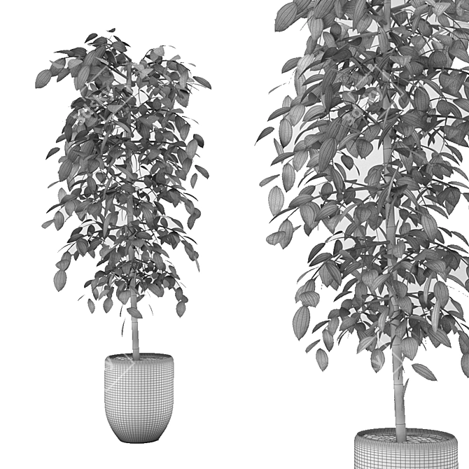 Versatile Benjamina Plant: Indoor & Outdoor 3D model image 3