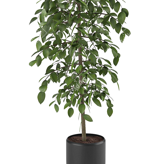 Versatile Benjamina Plant: Indoor & Outdoor 3D model image 4