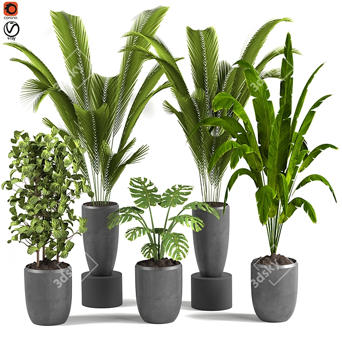 Exotic Indoor Houseplants For Stylish Interiors 3D model image 1