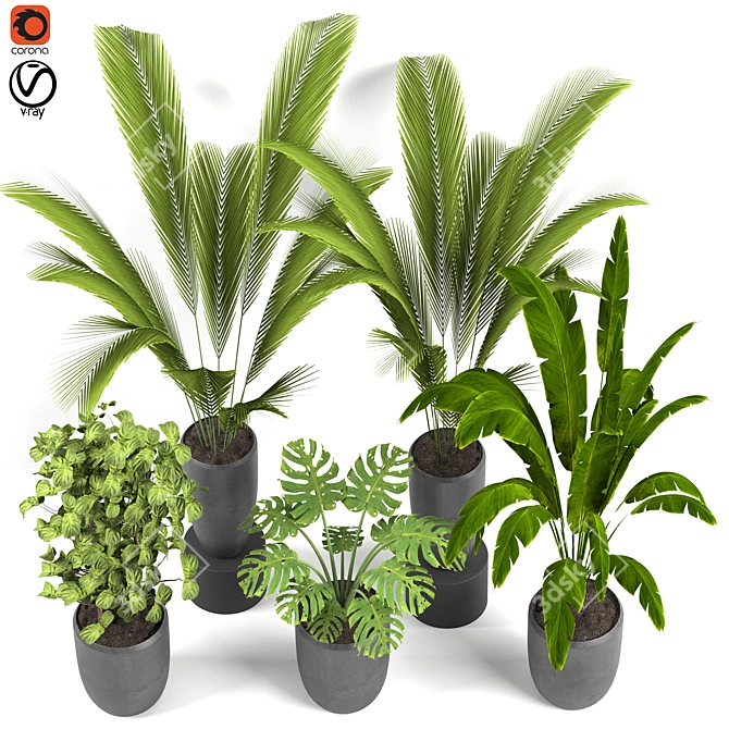 Exotic Indoor Houseplants For Stylish Interiors 3D model image 2
