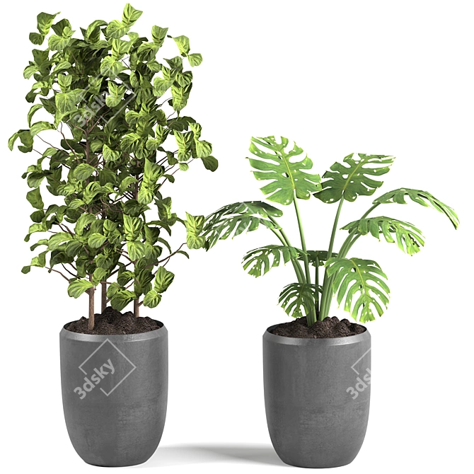 Exotic Indoor Houseplants For Stylish Interiors 3D model image 4