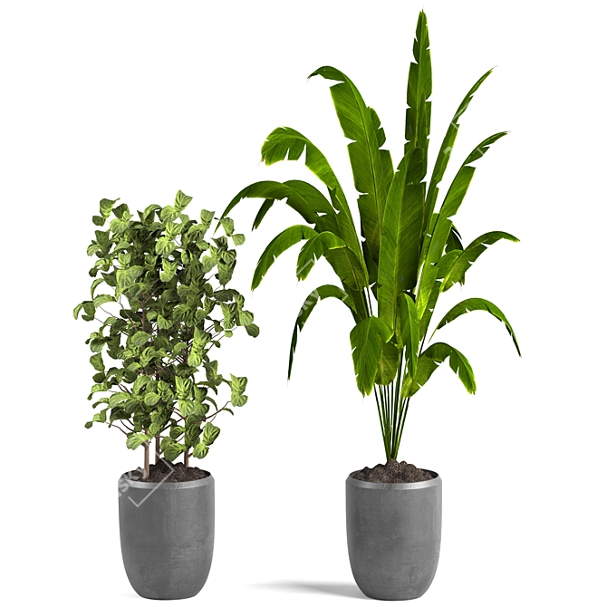 Exotic Indoor Houseplants For Stylish Interiors 3D model image 5