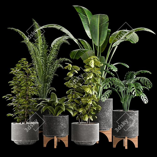 Indoor Plants Collection 3D model image 1
