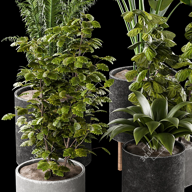 Indoor Plants Collection 3D model image 2
