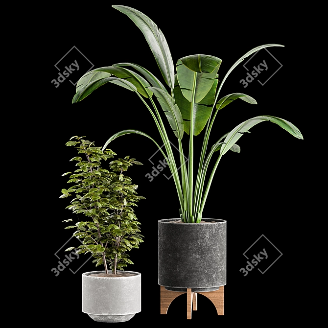 Indoor Plants Collection 3D model image 3