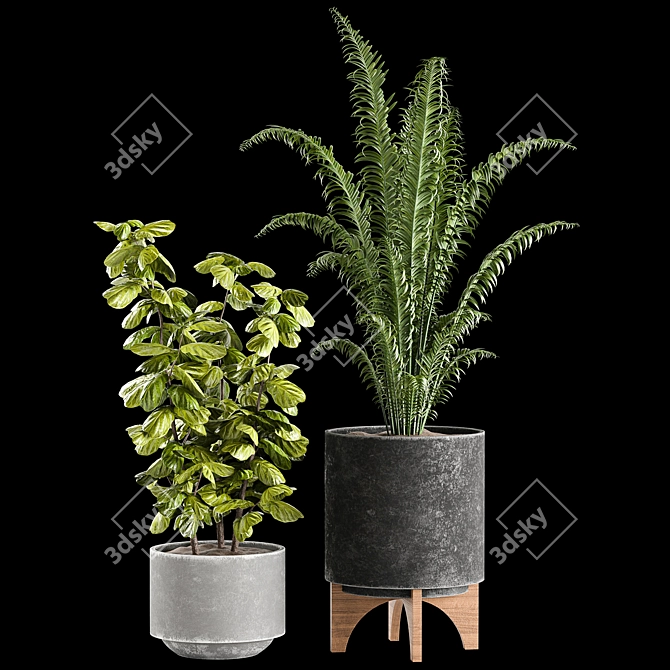 Indoor Plants Collection 3D model image 4