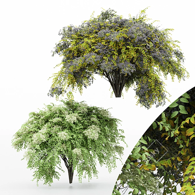Japanese Angelica: Exquisite Bush Collection 3D model image 1