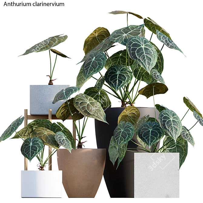 Exquisite Anthurium Clarinervium 3D model image 1
