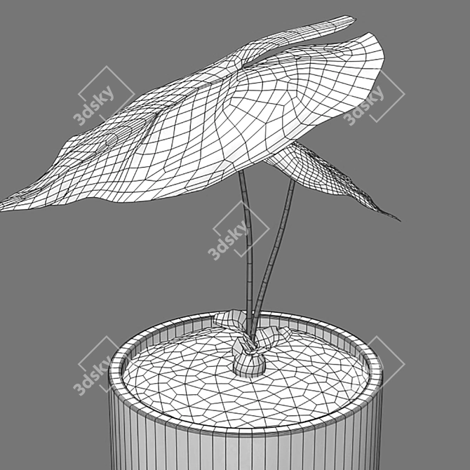 Exquisite Anthurium Clarinervium 3D model image 2