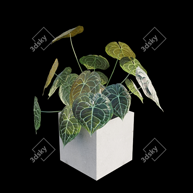 Exquisite Anthurium Clarinervium 3D model image 3