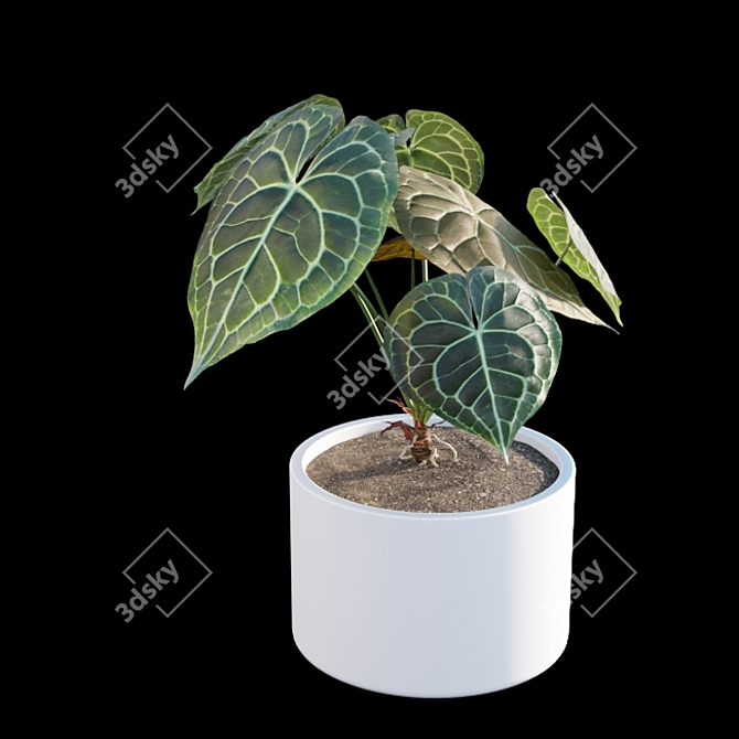 Exquisite Anthurium Clarinervium 3D model image 5