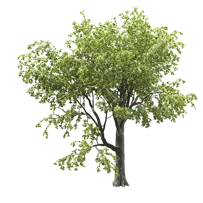 18m Corona Render Tree for Landscaping 3D model image 2