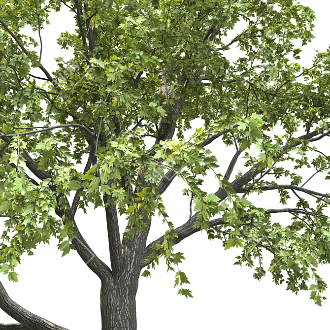 18m Corona Render Tree for Landscaping 3D model image 3