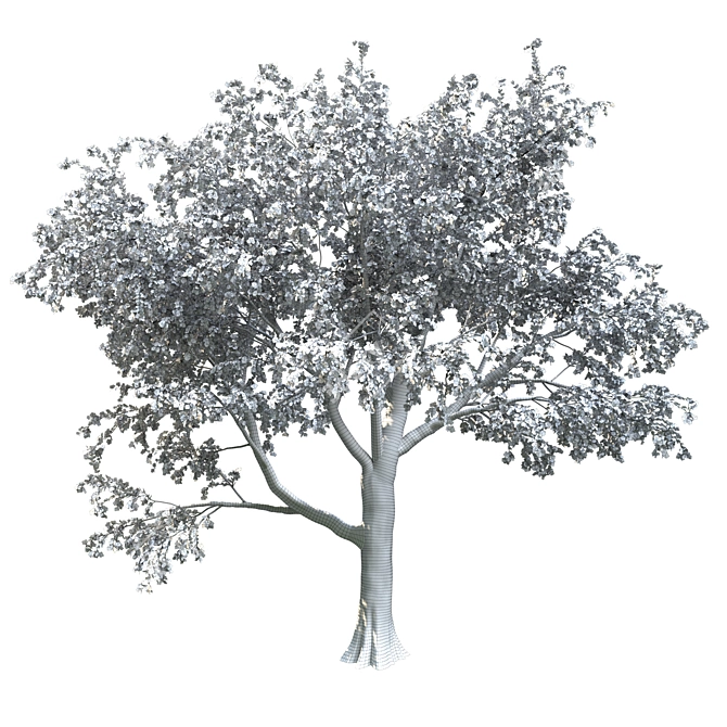 18m Corona Render Tree for Landscaping 3D model image 5