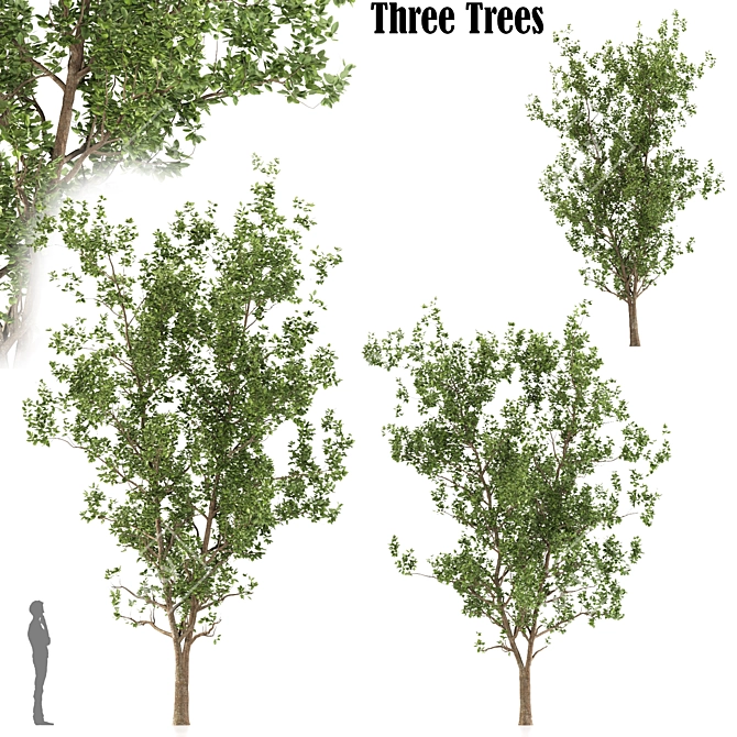 Terminalia Catappa Tree - 3 Sizes 3D model image 1