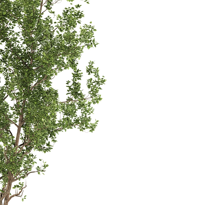 Terminalia Catappa Tree - 3 Sizes 3D model image 3