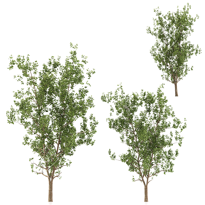 Terminalia Catappa Tree - 3 Sizes 3D model image 5