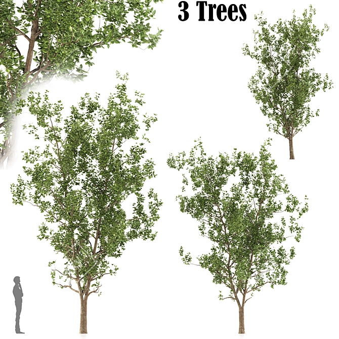 Terminalia Catappa Tree - 3 Sizes 3D model image 6