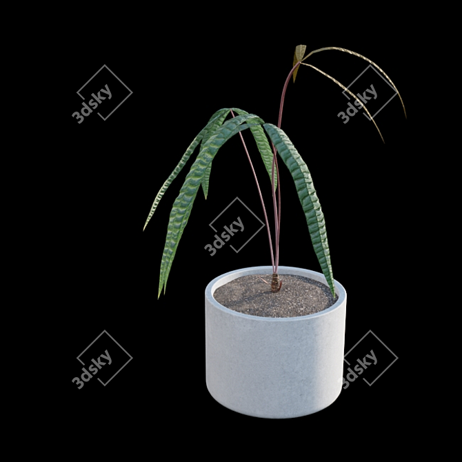 Anthurium Cutucuense 3D Models 3D model image 3