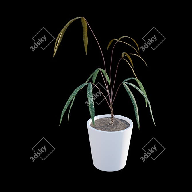 Anthurium Cutucuense 3D Models 3D model image 4